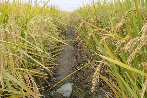 彦两优华占水稻种子特点，每亩有效穗数17.8万穗