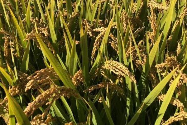 黄泰占水稻品种的特性，全生育期129.1天
