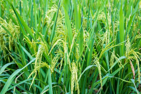 金龙优263水稻种简介，每亩插9万棵