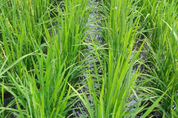 金龙优263水稻种简介，每亩插9万棵