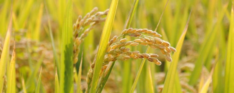 玮两优1206水稻种子特点，病虫防治