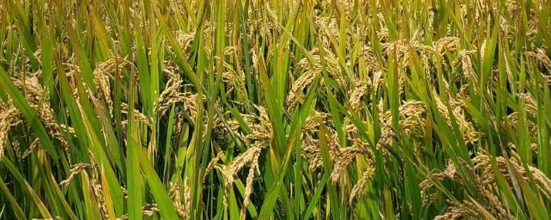 美锋稻215水稻种子简介，注意及时防治螟虫