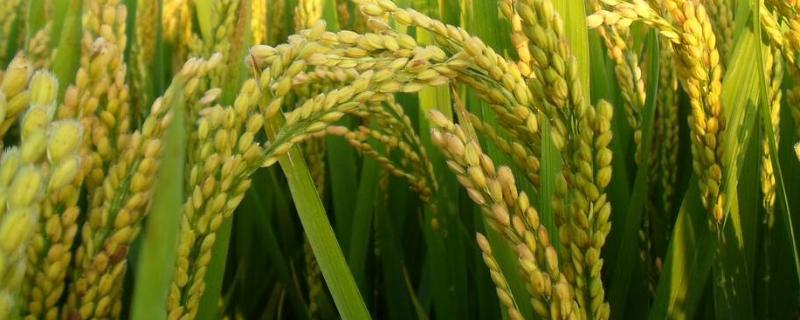 万丰优818水稻种子特征特性，每亩有效穗数15.8万穗
