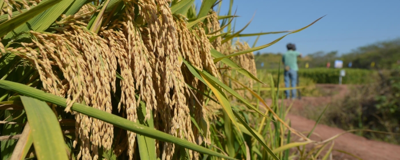 贵优华占水稻种子特征特性，宜中等肥力水平