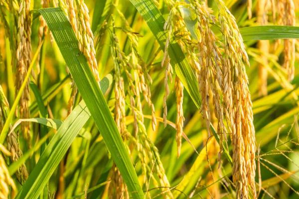 吉农大871水稻种子介绍，粳型常规水稻品种