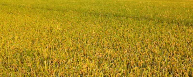 卓两优1032水稻种子特点，籼型两系杂交水稻品种