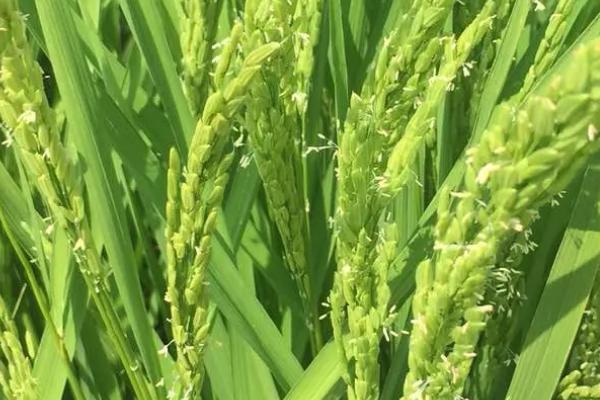 万丰优818水稻种子特征特性，每亩有效穗数15.8万穗