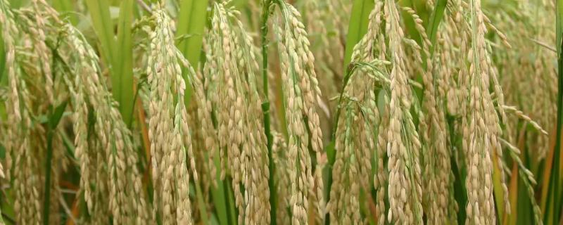 新丰136水稻种简介，重点抓好破口期穗颈瘟的防治