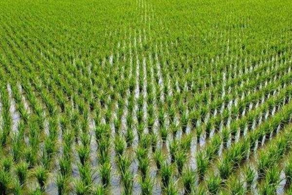 旱两优8200水稻品种简介，旱直播每亩用种量0－5千克
