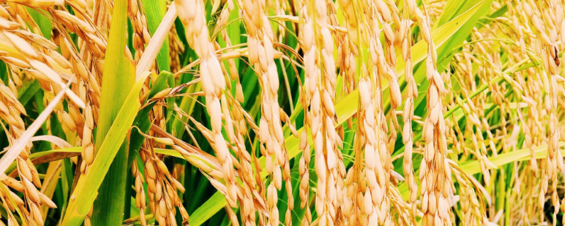旌7优42水稻种子简介，每亩有效穗数17.9万穗
