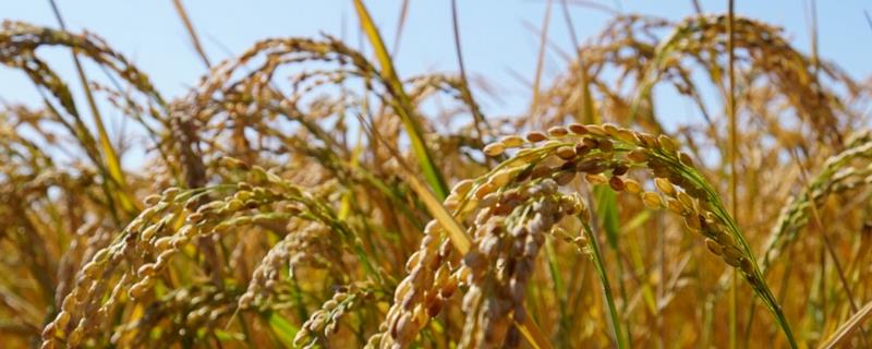 金粳616水稻种子特征特性，重点搞好稻瘟病和稻曲病的防治