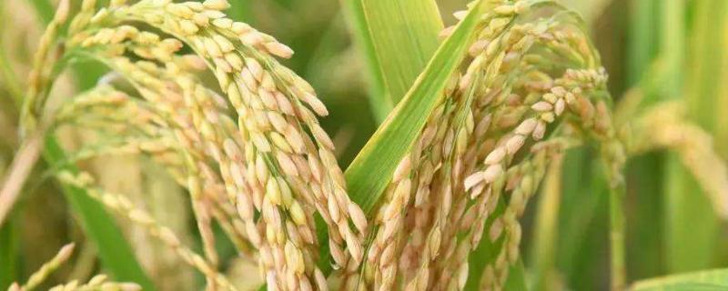 大华糯168水稻种子特点，粳型常规水稻品种