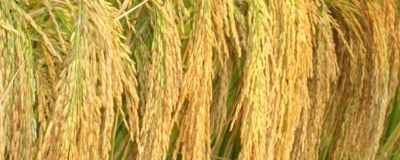 浙优810水稻种子特征特性，粳型三系杂交水稻品种
