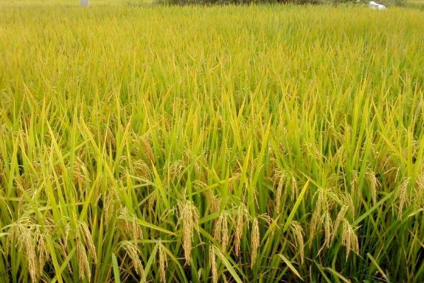 荆楚优89水稻品种简介，籼型三系杂交水稻品种