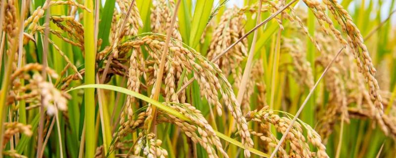 美香优165水稻种子特点，每亩有效穗数18.0万穗