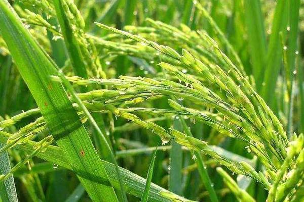 荆楚优89水稻品种简介，籼型三系杂交水稻品种