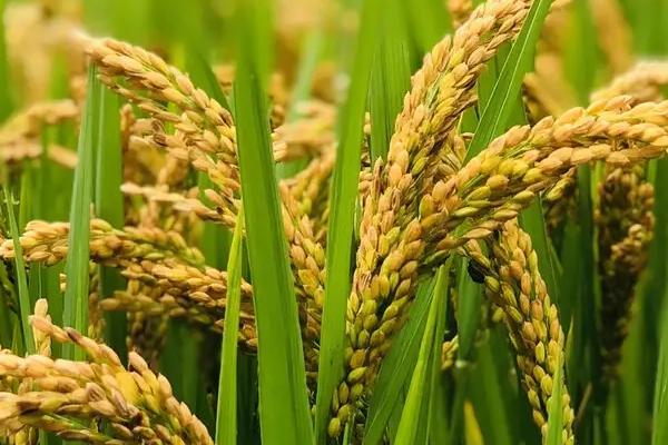 汉两优801水稻品种的特性，病虫防治
