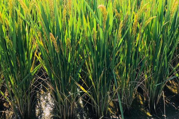 荆楚优87水稻种子简介，6月18日－20日播种