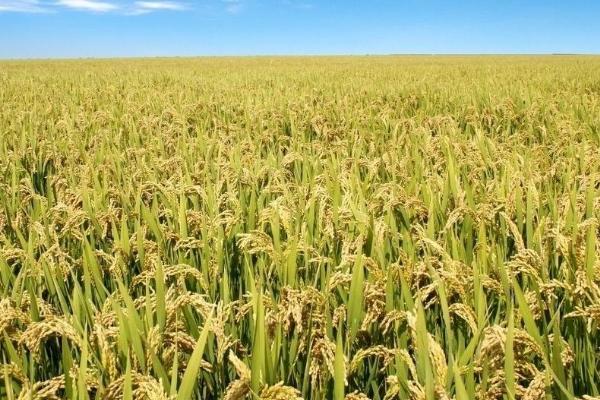 深两优686水稻种子介绍，每亩有效穗数16.2万穗