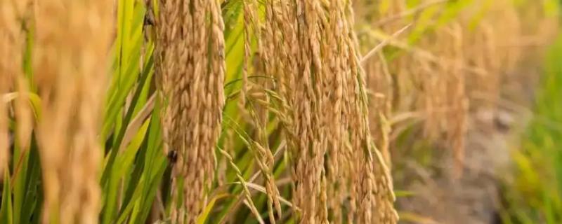 壮香优1205水稻种子特征特性，病虫防治