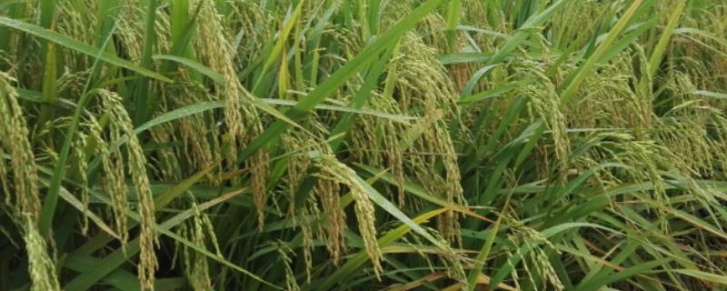棠两优751水稻种子特征特性，每亩有效穗数20.0万穗