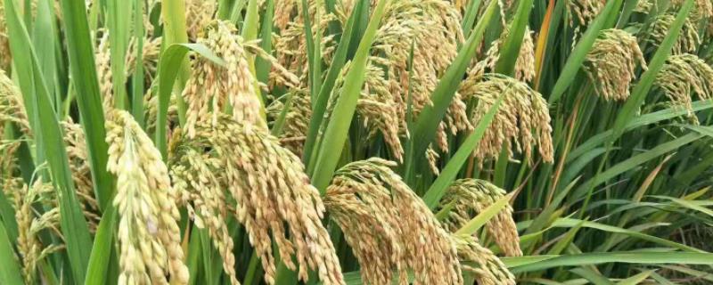 银两优810水稻品种的特性，适期防治病虫害