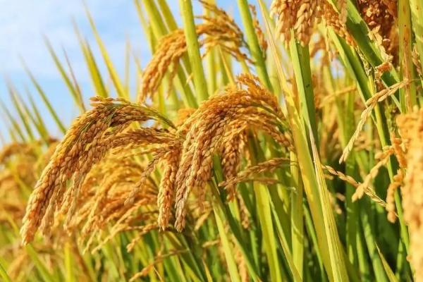 汉两优801水稻品种的特性，病虫防治