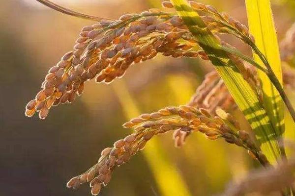 瑞两优1053水稻种简介，每亩有效穗数15.7万穗