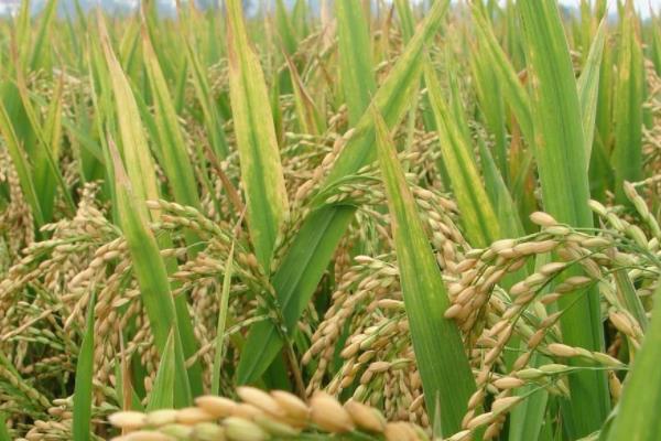 银两优810水稻品种的特性，适期防治病虫害