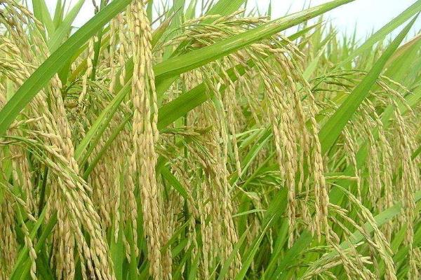 瑞两优1053水稻种简介，每亩有效穗数15.7万穗