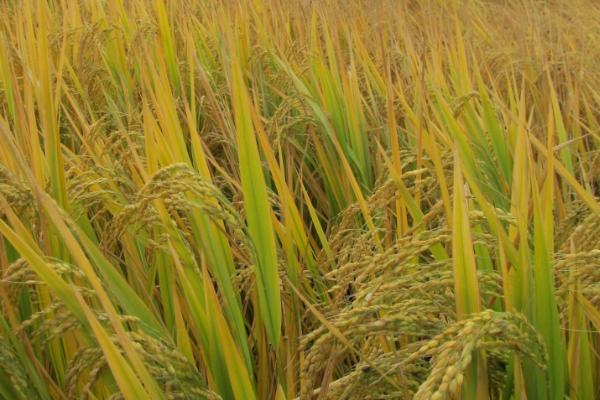 壮香优1205水稻种子特征特性，病虫防治