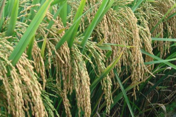 深两优686水稻种子介绍，每亩有效穗数16.2万穗
