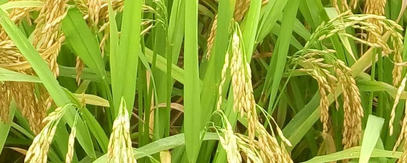 泰两优油晶水稻品种的特性，籼型两系杂交水稻品种
