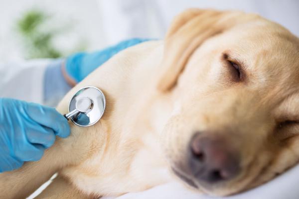 什么是犬瘟热，是由犬瘟热病毒引起的致死性传染病