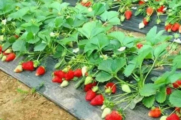 什么时候摘草莓，2月-5月是采摘季