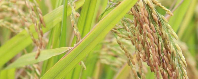 莉优J168水稻种简介，参照丰两优四号熟期品种