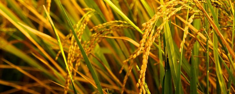 喜两优慧占水稻品种的特性，全生育期137.1天