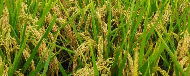 华两优919水稻种简介，一般4月底至5月初播种