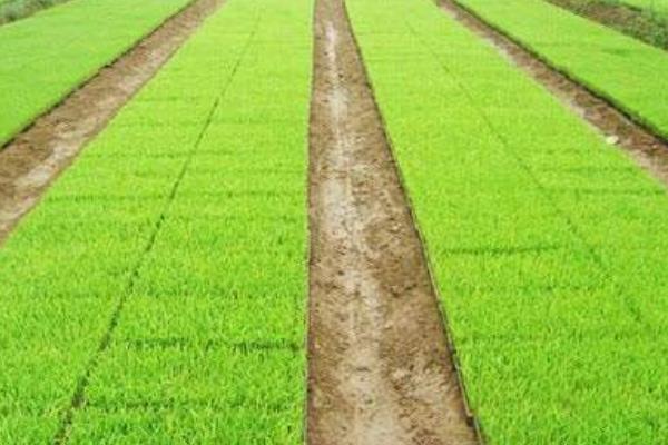 兴两优1802水稻品种的特性，育苗栽培平原区在5月中旬播种
