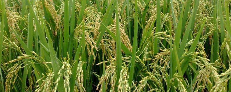 岑两优1810水稻品种简介，山丘区在谷雨前后播种为宜