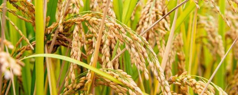 坚两优58水稻种子特点，每亩有效穗数20.6万穗