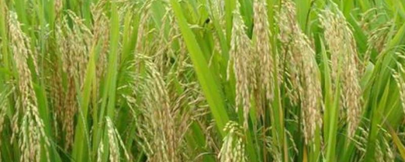 惠两优1818水稻种子特点，当每亩总苗数达到33万时