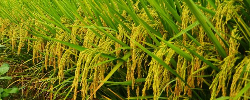 荃优58水稻品种的特性，籼型三系杂交水稻品种
