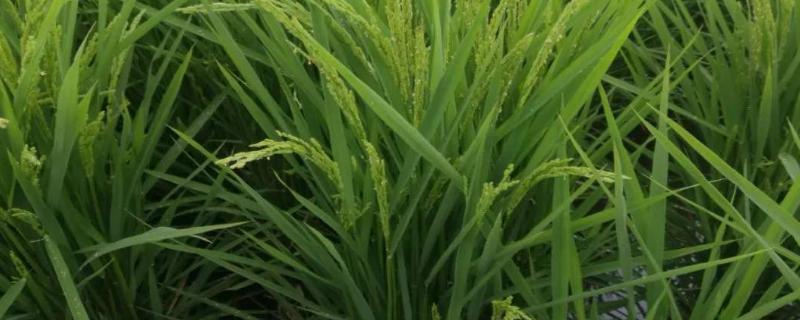 美优华占水稻品种的特性，每亩播种量10－15千克