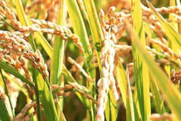 隆两优5438水稻种子介绍，籼型两系杂交水稻品种