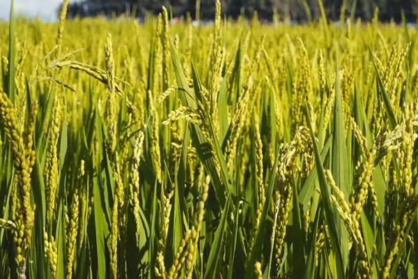 坚两优58水稻种子特点，每亩有效穗数20.6万穗
