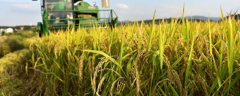 两优8206水稻种简介，每亩有效穗数15.9万穗
