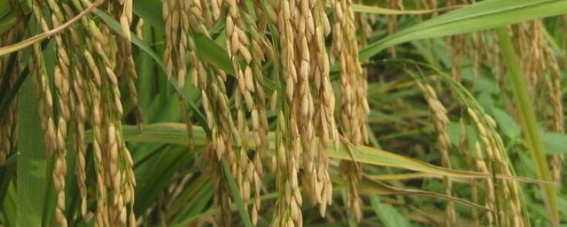 深两优19水稻种简介，每亩有效穗数15.4万穗