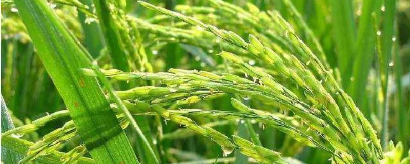 蓉优981水稻品种简介，籼型三系杂交水稻品种