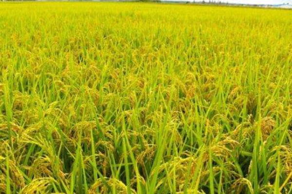 恒丰优210水稻种子简介，每亩栽插5万穴左右